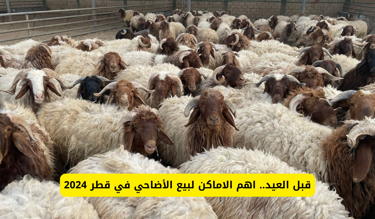 الأضاحي في قطر