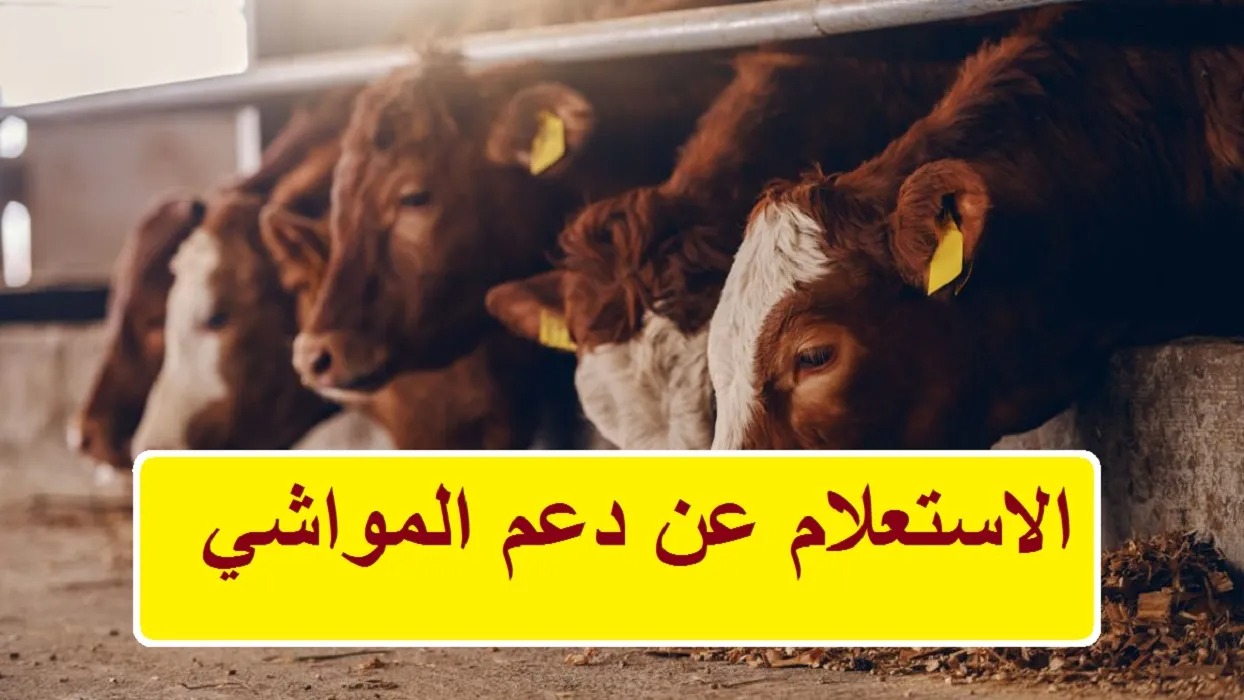  تقديم طلب الأهلية من مربي الماشية